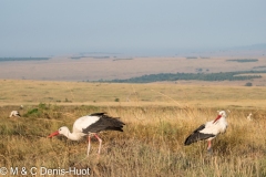 cigogne blanche / white stork