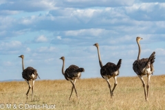 autruche / ostrich