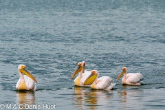 pelican blanc / great white pelican