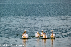 pelican blanc / great white pelican