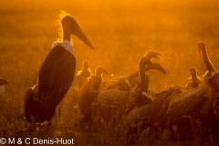 marabout et vautours / marabou stork and vultures