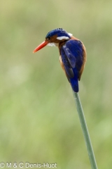 martin-pêcheur / kingfisher