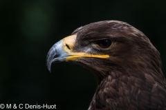 aigle des steppes / tawny eagle