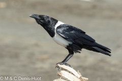 corbeau pie / pied crow