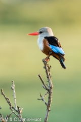 martin-chasseur / kingfisher