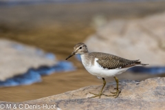 chevalier guignette / common sandpiper