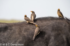 pique-boeuf / oxpecker