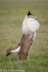 outarde kori / kori bustard