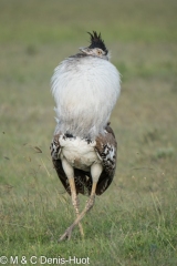 outarde kori / kori bustard