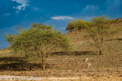 outarde kori / kori bustard