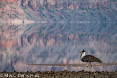 outarde kori / kori bustard