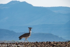 outarde kori / kori bustard