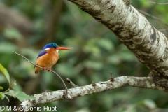 martin-pêcheur / kingfisher