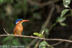 martin-pêcheur / kingfisher