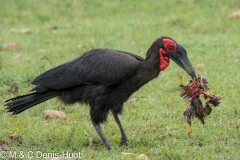 grand calao / ground hornbill