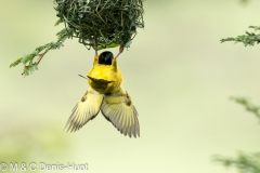 tisserin gendarme / village weaver