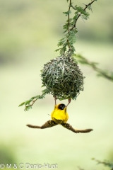 tisserin gendarme / village weaver