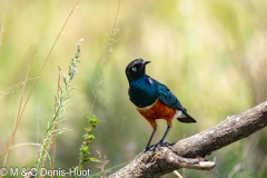 choucador superbe / superb starling