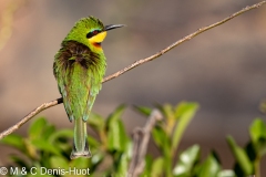 guepier nain / little Bee-eater