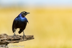 merle métallique / glossy starling