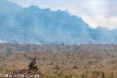 feu de brousse / bushfire