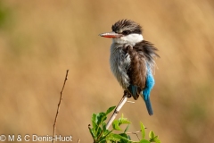 martin-chasseur strié / striped kingfisher