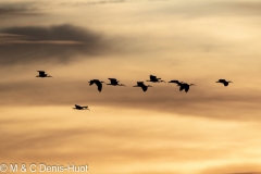 ibis sacré / sacred ibis