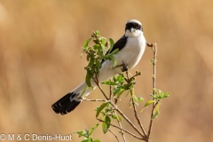 pie-grièche / grey-backed fiscal