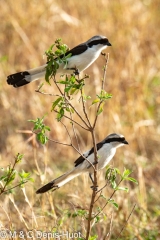 pie-grièche / grey-backed fiscal