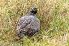 aigle martial / martial eagle