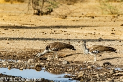 outarde kori / kori bustard