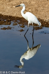 aigrette garzette / little Egret