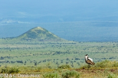 outarde kori / kori bustard