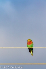 rollier d'Europe / european roller