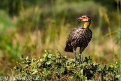 francolin / spurfowl