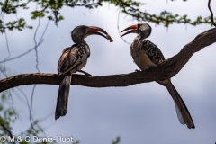 calao / hornbill