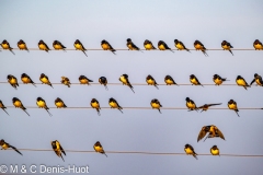 hirondelle / swallow