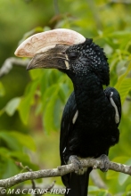 calao / hornbill