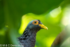 pigeon