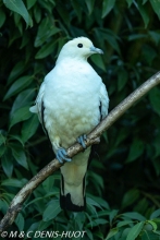 carpophage blanc / pied imperial pigeon