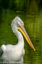 pélican frisé / dalmatian pelican