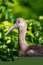 ibis de Ridgway / puna ibis