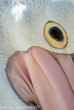 pélican à lunettes / australian pelican