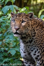 panthère du Shri Lanka / Sri Lanka leopard