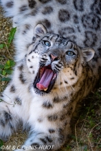 panthère des neiges / snow leopard