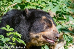 ours à lunettes / spectacled bear