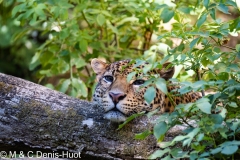 panthère du Shri Lanka / Sri Lanka leopard