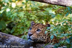 panthère du Shri Lanka / Sri Lanka leopard