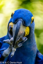 ara hyacinthe / hyacinth macao