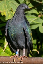 nicobar à camail / nicobar pigeon